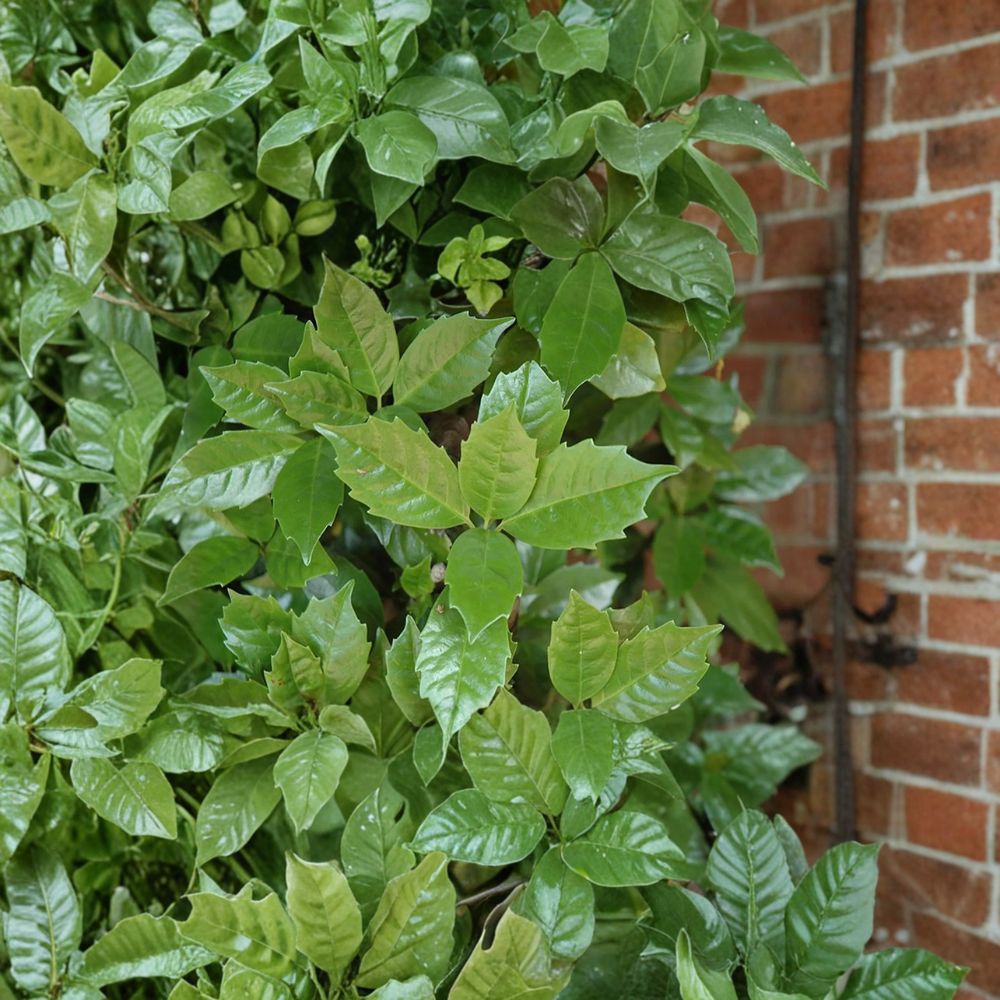 Rozannie Japanese Laurel – Evergreen Shade Shrub in 3 Gallon Pot | Aucuba japonica 'Rozannie'
