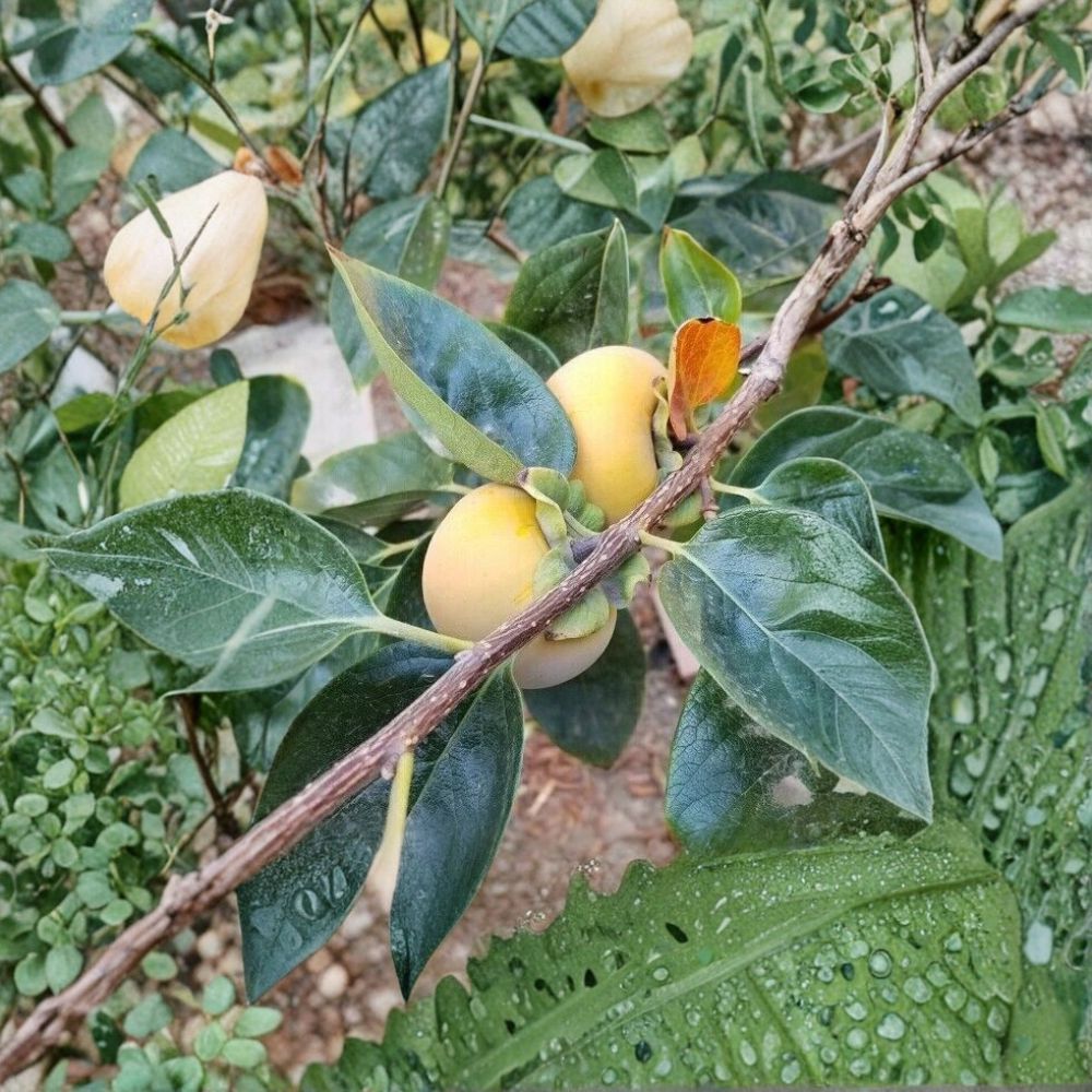Fuyu Persimmon Tree – Diospyros kaki Live Fruit Tree | 4–6 Feet Tall | Sweet Non-Astringent Persimmons