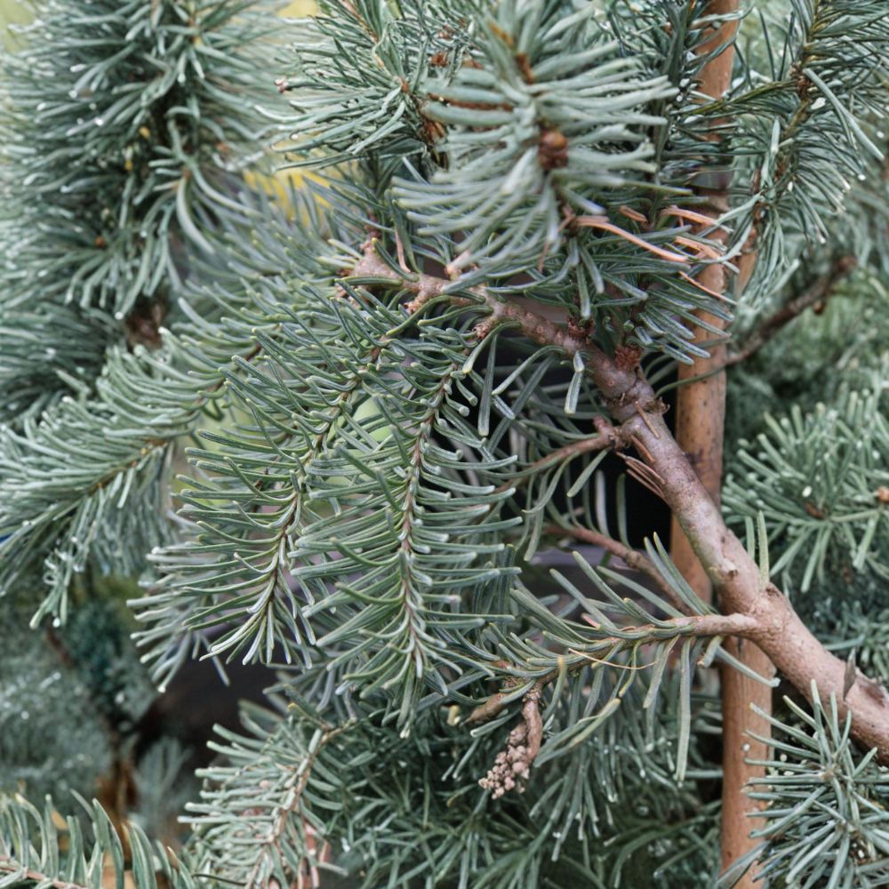 Abies procera 'DelBar Cascade' Noble Fir Live Plant - 10 Inch Weeping Blue Evergreen in 1 Gallon Pot