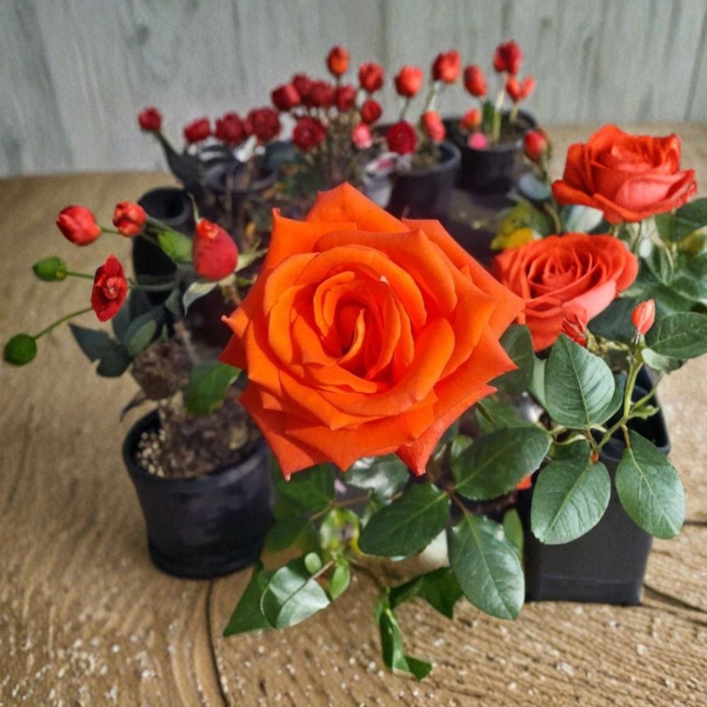 Marina Everblooming Floribunda Rose – 3 Gallon Live Salmon Orange Rose Bush Plant