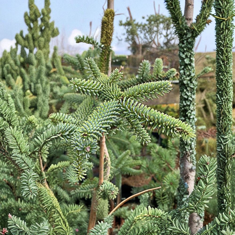 Kelleris Spanish Fir – Live Blue Evergreen Conifer | 12 Inch Tall | 1 Gallon Pot | Abies pinsapo 'Kelleris'