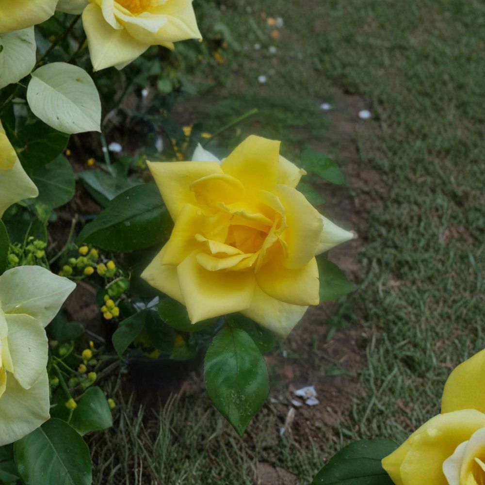 Oregold Grandiflora Rose - Live Yellow Rose Bush 2 Gallon | Golden Yellow Blooms
