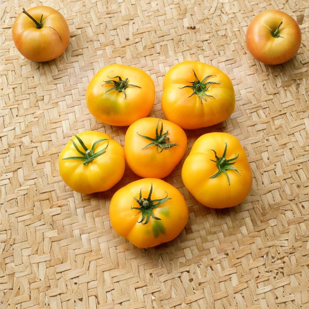 Azoychka Tomato Seeds – 50 Organically Grown Russian Yellow Beefsteak Heirloom | Solanum lycopersicum