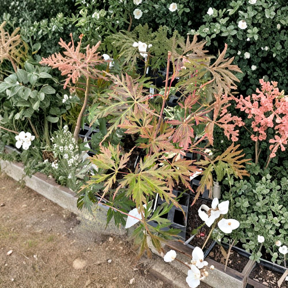 Acer palmatum 'Orangeola' Japanese Maple Live Plant in 2 Gallon Pot | Weeping Laceleaf Ornamental Tree