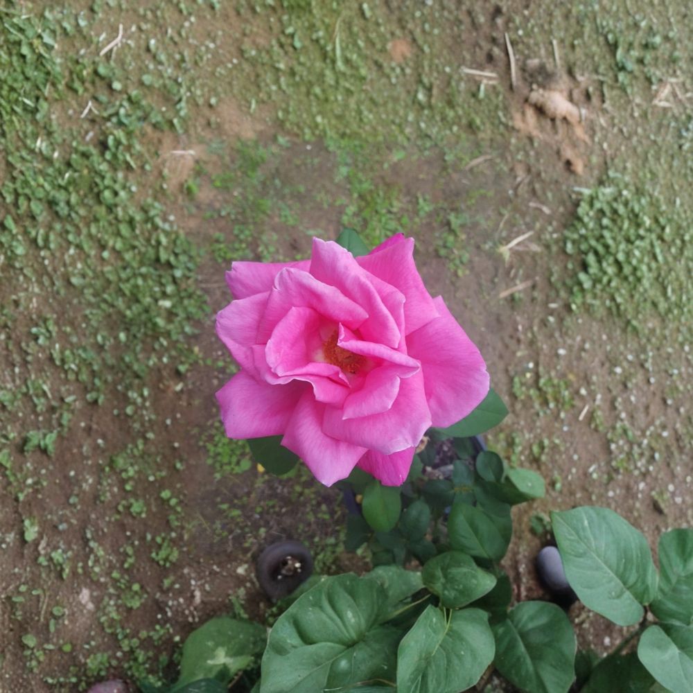 Perfume Delight Hybrid Tea Rose – 2 Gallon Live Bush Plant with Fragrant Pink Blooms