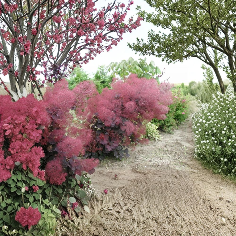 Cotinus coggygria ‘Royal Purple’ – 12 Inch Royal Purple Smoke Tree in 1 Gallon Pot
