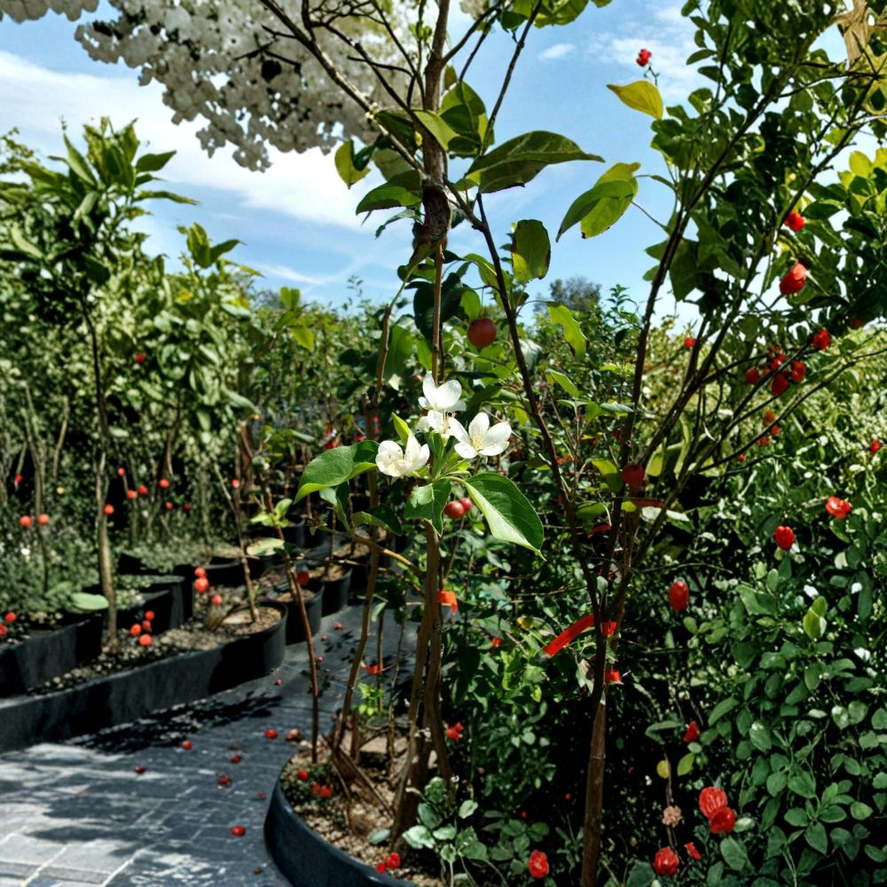 Dolgo Crabapple Tree – Malus 'Dolgo' Live Fruit Tree 4–6 Feet Tall with Healthy Roots
