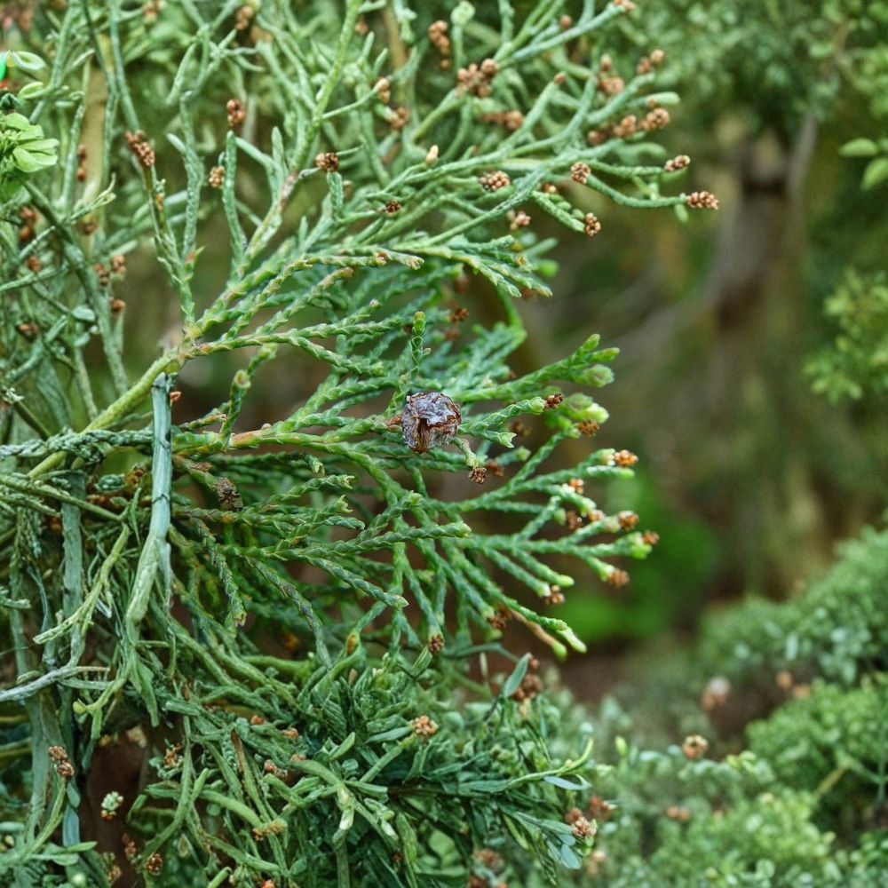 Chamaecyparis thyoides 'Andelye Conica' – Atlantic White Cedar Live Plant in 1 Gallon Pot