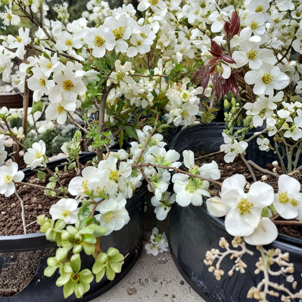 Chaenomeles x superba 'Jet Trail' – White Flowering Quince Live Plant in Nursery Pot
