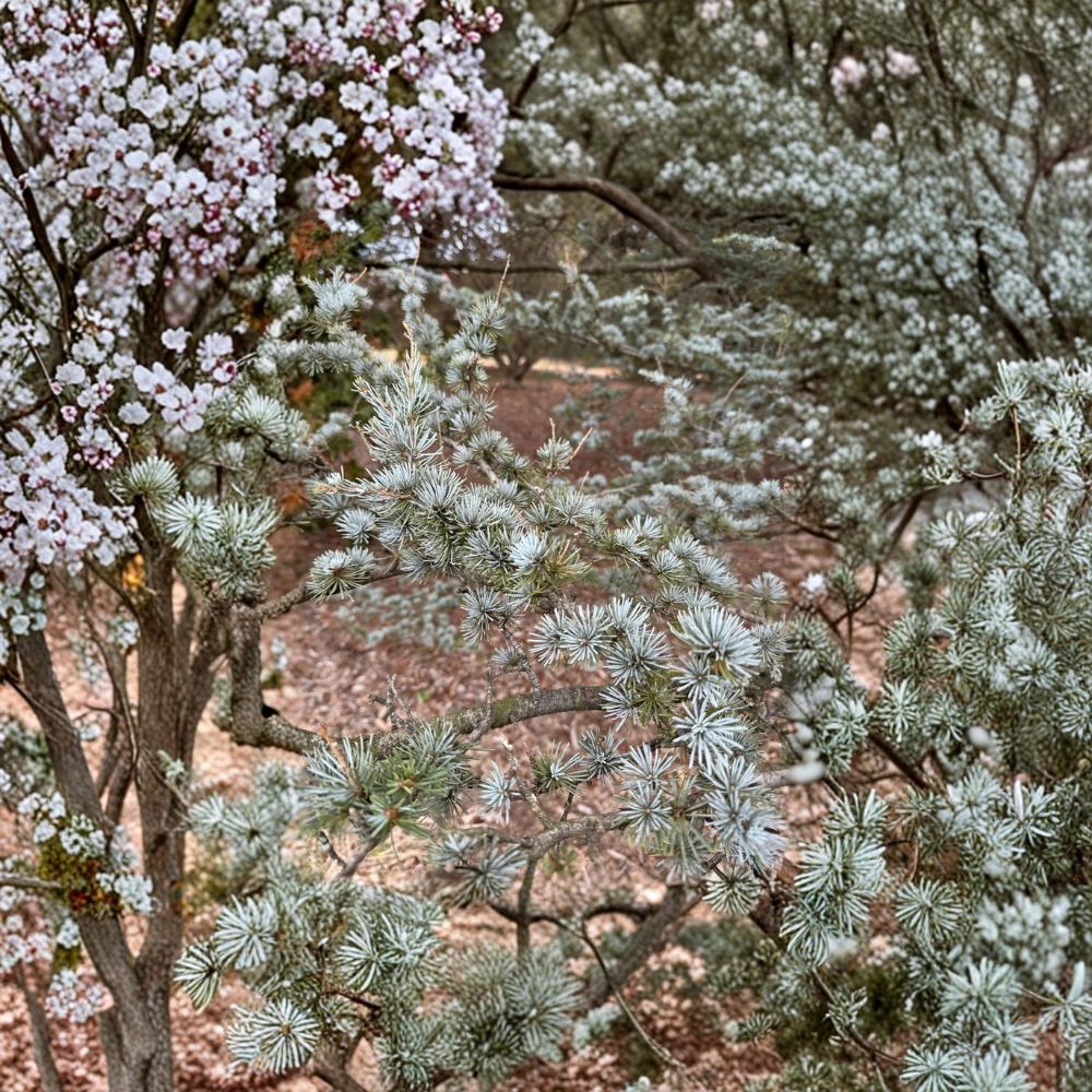 Cedrus atlantica 'Glauca' Blue Atlas Cedar Live Plant | 12 Inch | 1 Gallon Pot | Powder Blue Evergreen Conifer