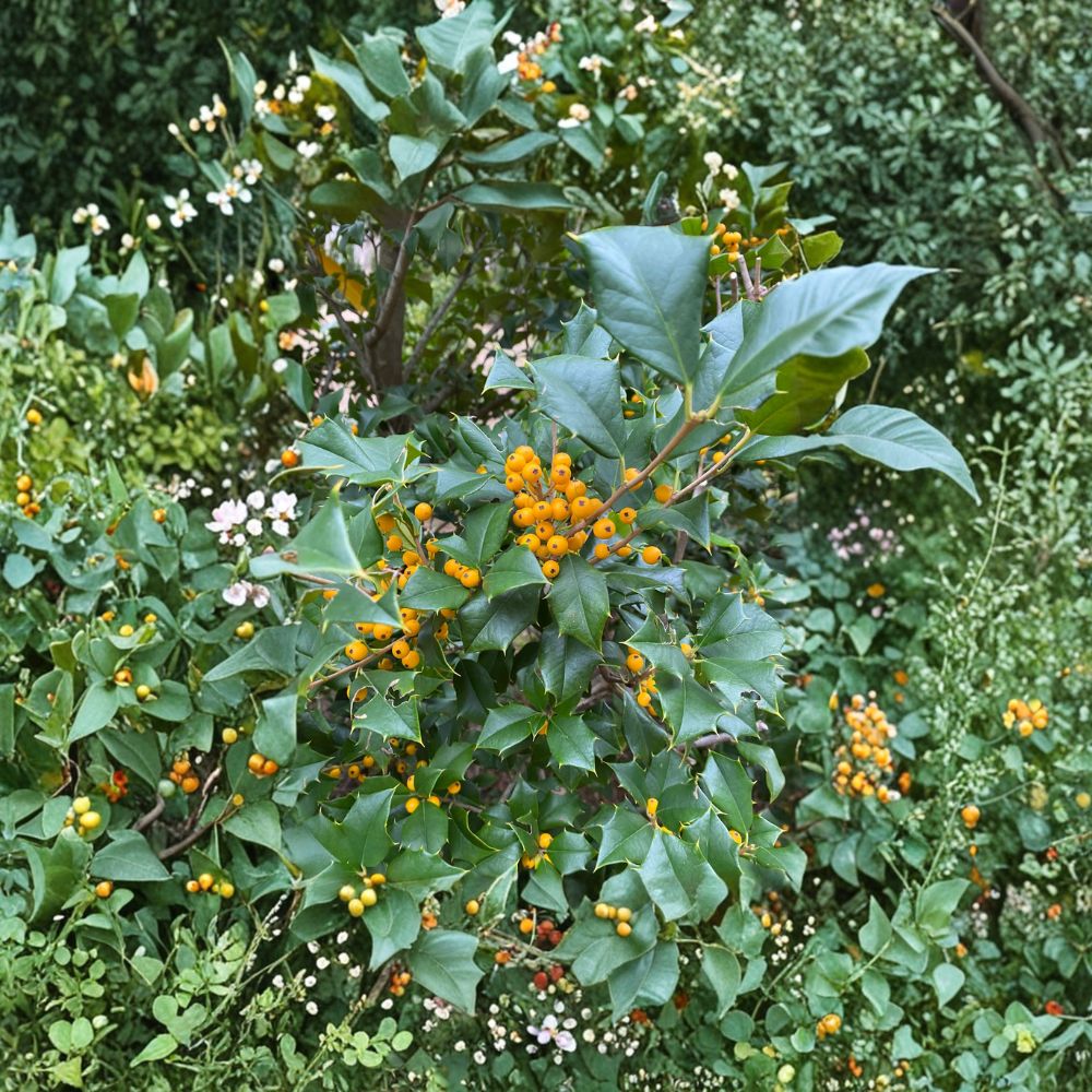 Longwood Gardens American Holly - Live Evergreen Tree with Yellow Berries | 8 Inch Tall Quart Pot Ilex opaca