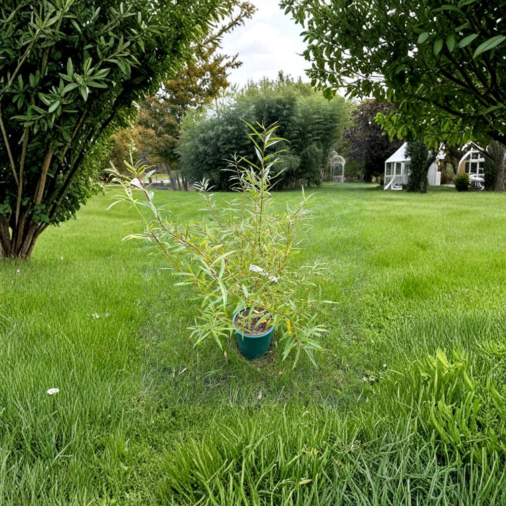 Salix sachalinensis 'Sekka' Japanese Fantail Willow Live Plant in 2 Gallon Pot