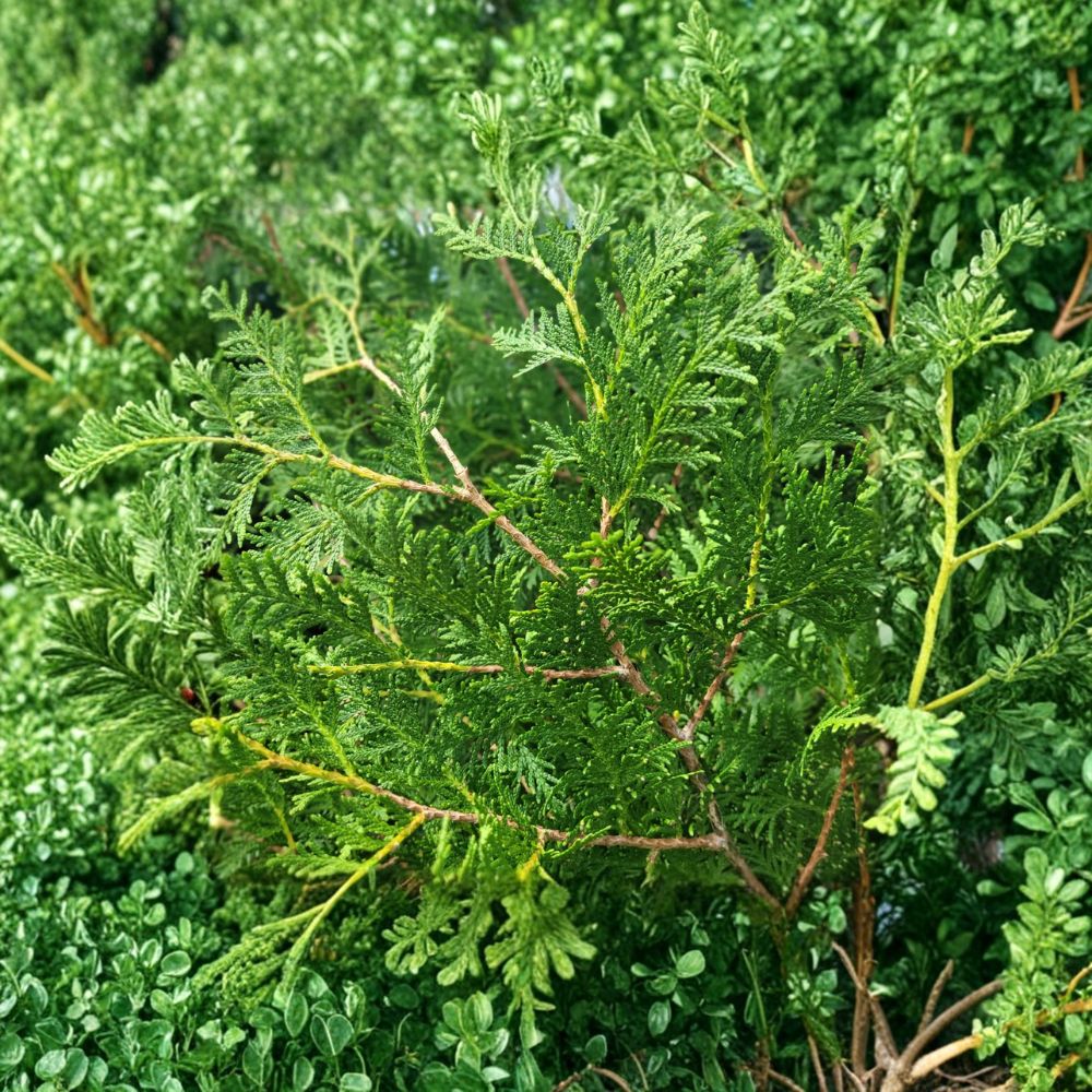 Thuja occidentalis 'Nigra' Dark Green Arborvitae Live Plant | Quart Pot Evergreen Privacy Tree