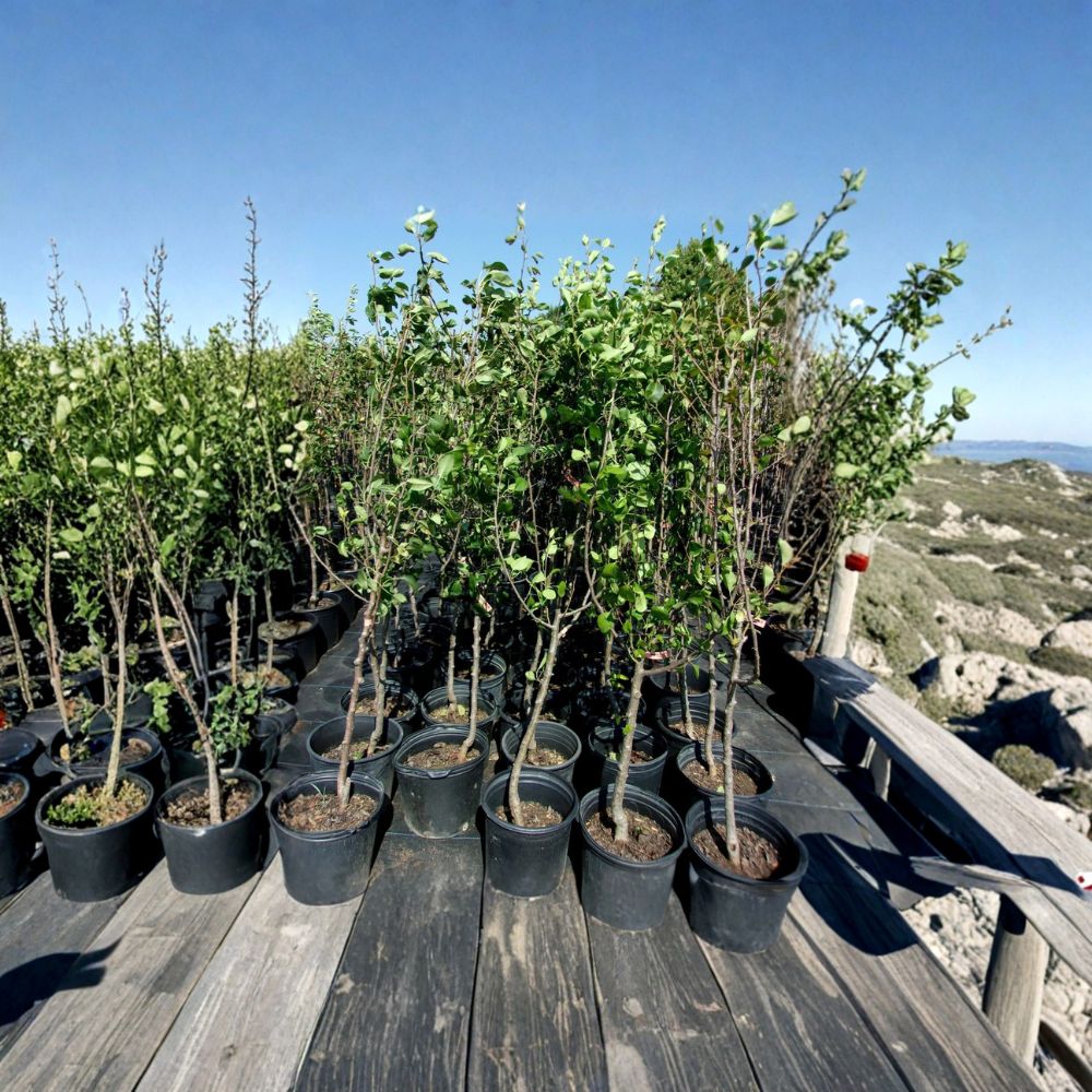 Shinko Asian Pear Tree – Pyrus pyrifolia Live Fruit Tree 4–6 Feet Tall with Healthy Roots
