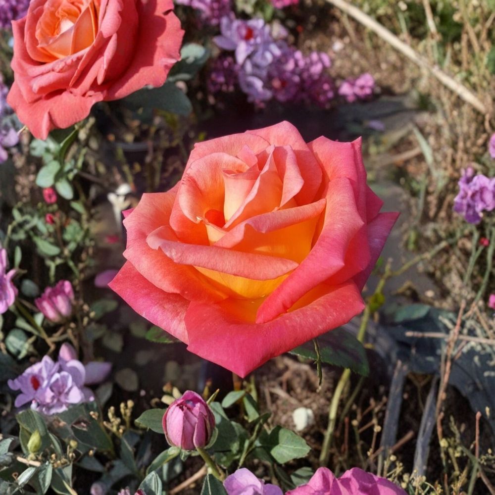 Mikado Hybrid Tea Rose - 2 Gallon Live Rose Bush with Scarlet Red & Yellow Blooms