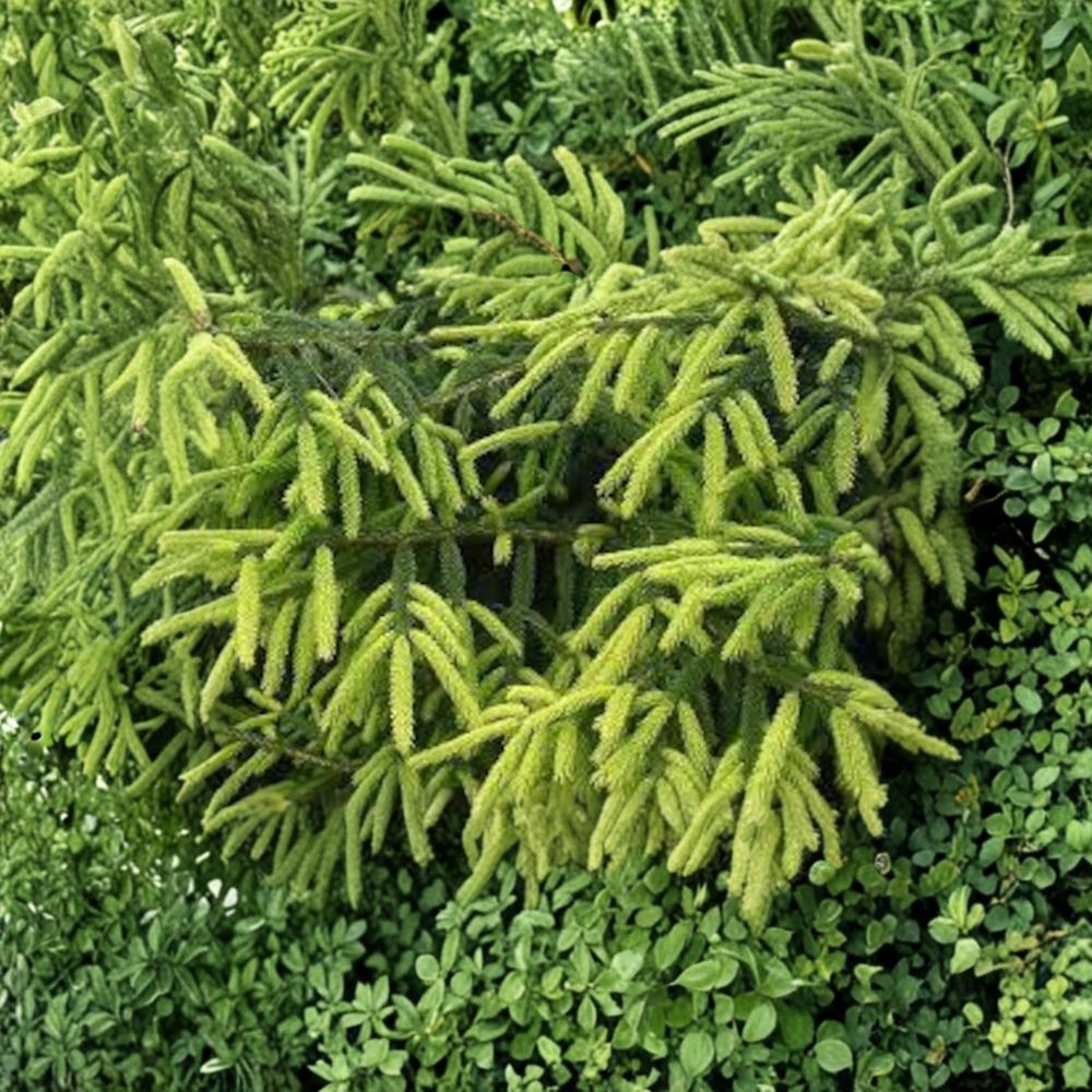 Early Gold Oriental Spruce - 10 Inch Live Golden Evergreen in 1 Gallon Pot | Picea orientalis
