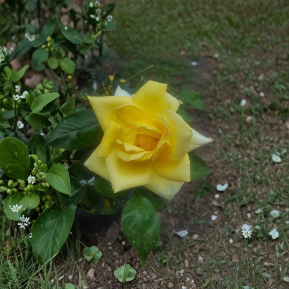 Oregold Grandiflora Rose – Yellow Live Bush Plant | 2 Gallon Size | Easy to Grow Landscape Rose