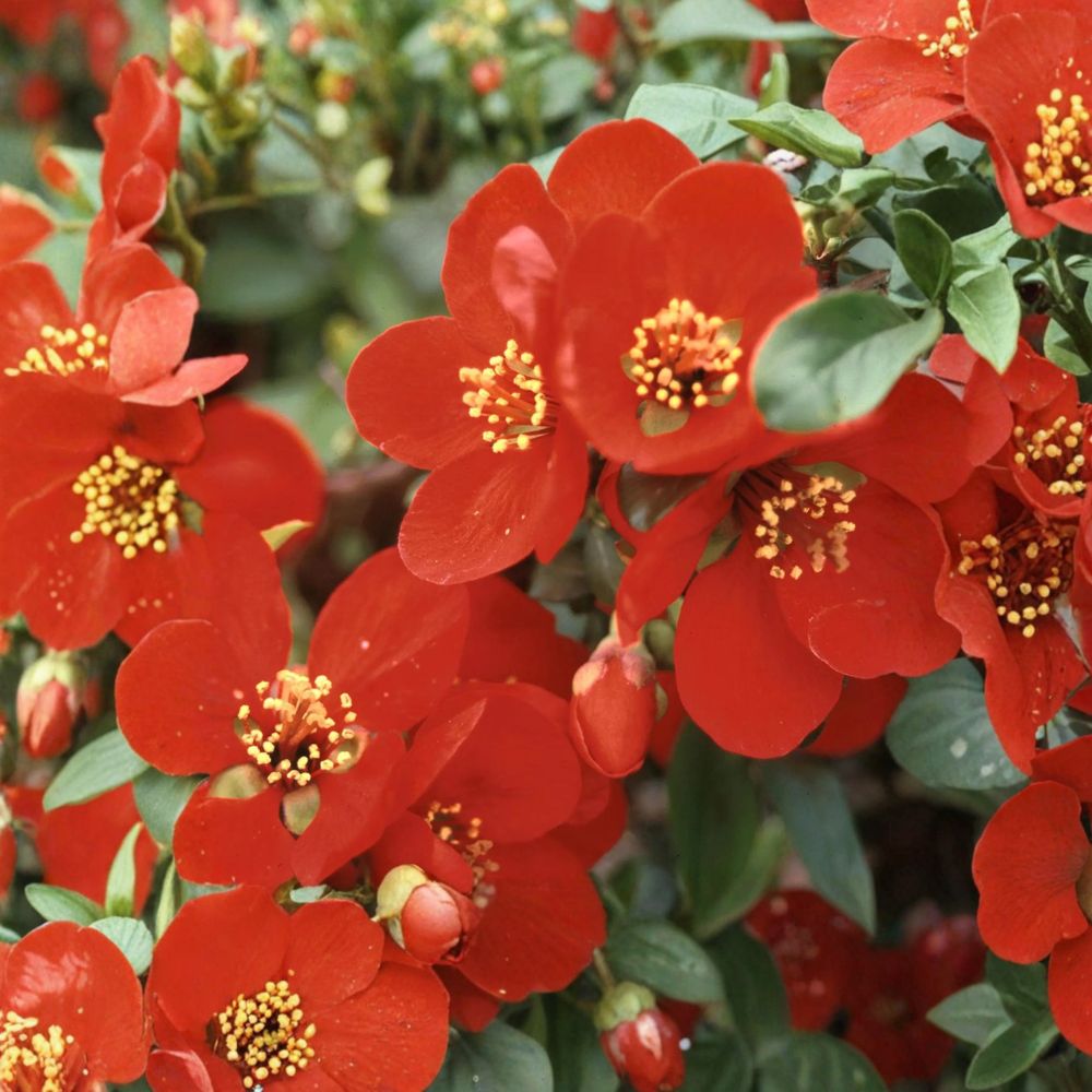 Chaenomeles x superba 'Crimson and Gold' – Red Flowering Quince Live Plant in 2 Gallon Pot
