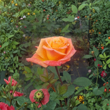 Arizona Rose Rosa Grandiflora Live Plant 1 Gallon Orange Yellow Blooms