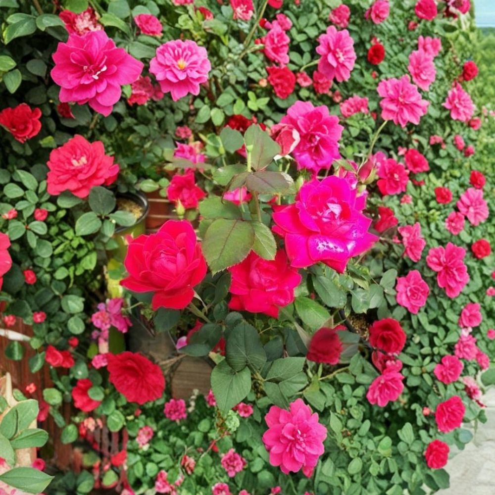 Double Knock Out® Red Rose - 1 Gallon Live Bush Plant | Disease Resistant, Continuous Red Blooms