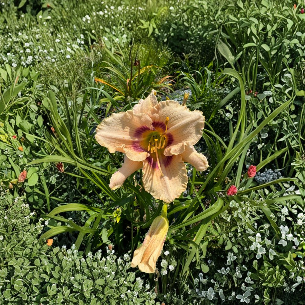 Hemerocallis 'Huckleberry Candy' Daylily – 3 Bare Root Plants with Grade #1 Roots
