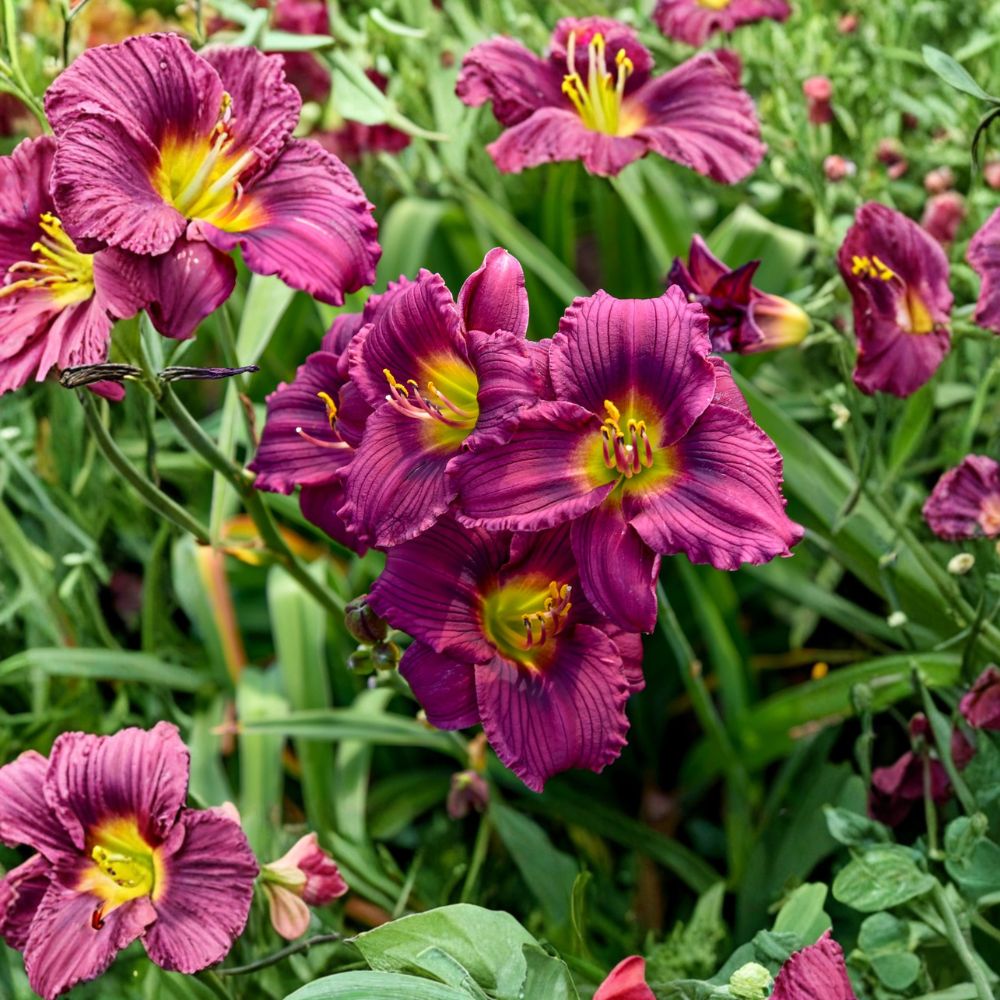 Hemerocallis 'Little Grapette' Daylily – 3 Bare Root Plants | Miniature Purple Perennial