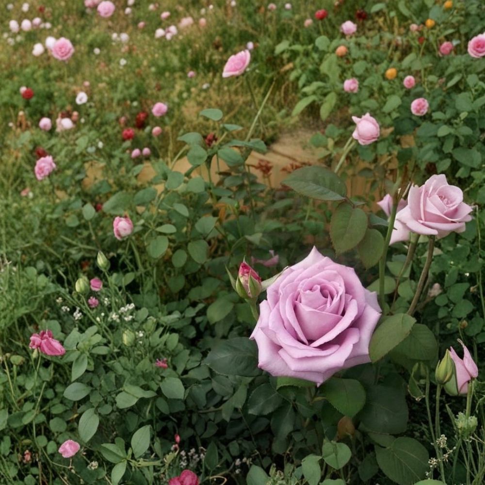 Blue Girl Rose Mauve Lavender Live Bush Plant 2 Gallon Hybrid Tea Rose