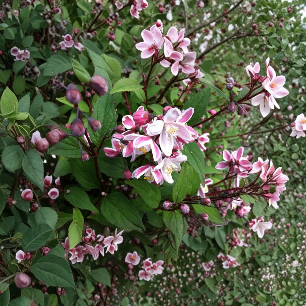 Deutzia crenata ‘Nikko Blush’ Live Plant - 12 Inch, 1 Gallon Pot, Soft Pink Blooms