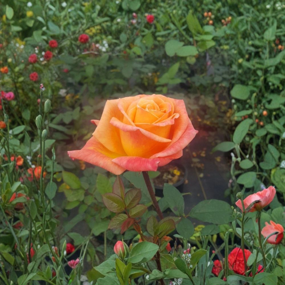 Arizona Rose – Rosa Grandiflora Live Plant | 2 Gallon Size | Orange Yellow Blooms