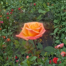 Arizona Rose – Rosa Grandiflora Live Plant | 2 Gallon Size | Orange Yellow Blooms