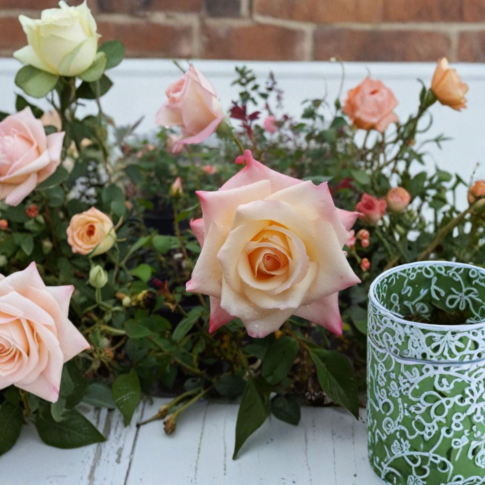 Peace Rose – Rosa Hybrid Tea Live Plant | 2 Gallon Size | Yellow Pink Blend Blooms
