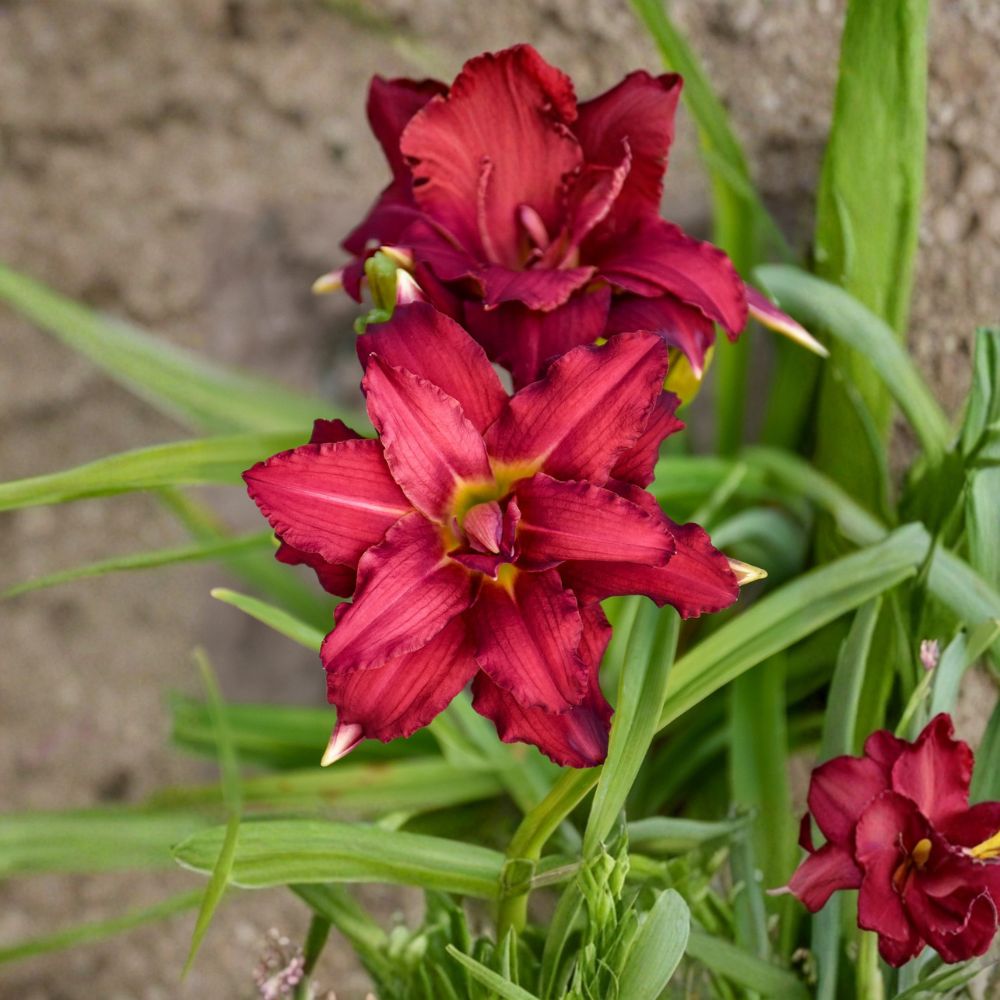 Hemerocallis 'Double Pardon Me' Daylily – 3 Bare Root Plants with Double Red Blooms