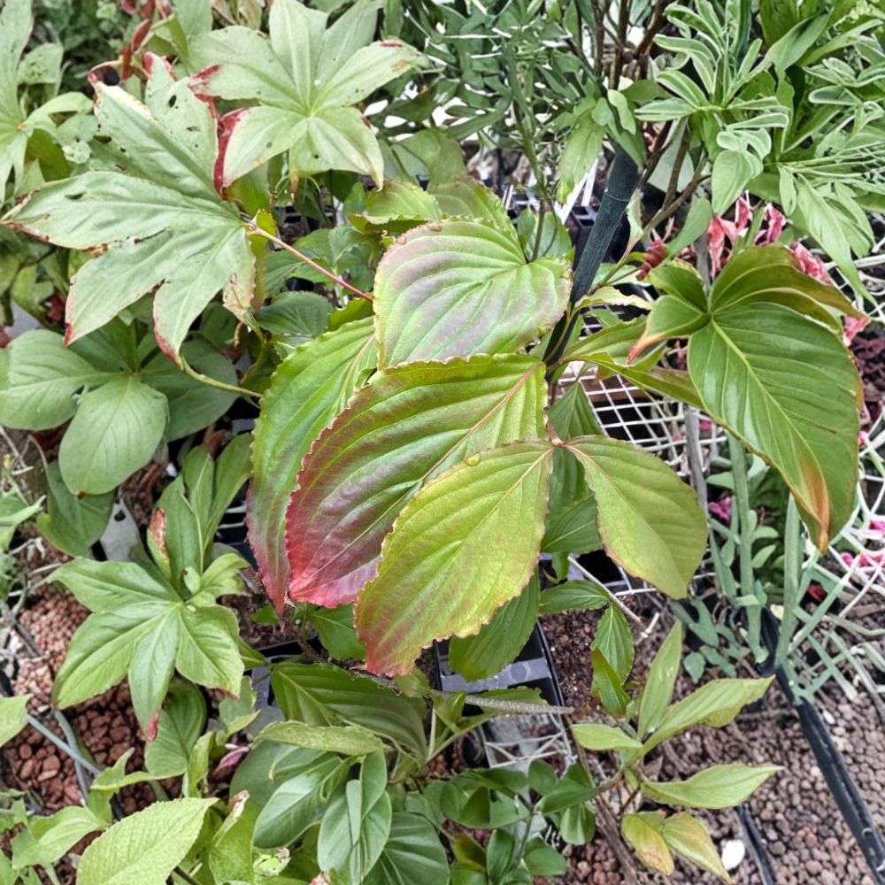 Cornus florida 'Beni Fuji' Dogwood Tree Live Plant | 12 Inch 1-Year Graft Ornamental Flowering Tree