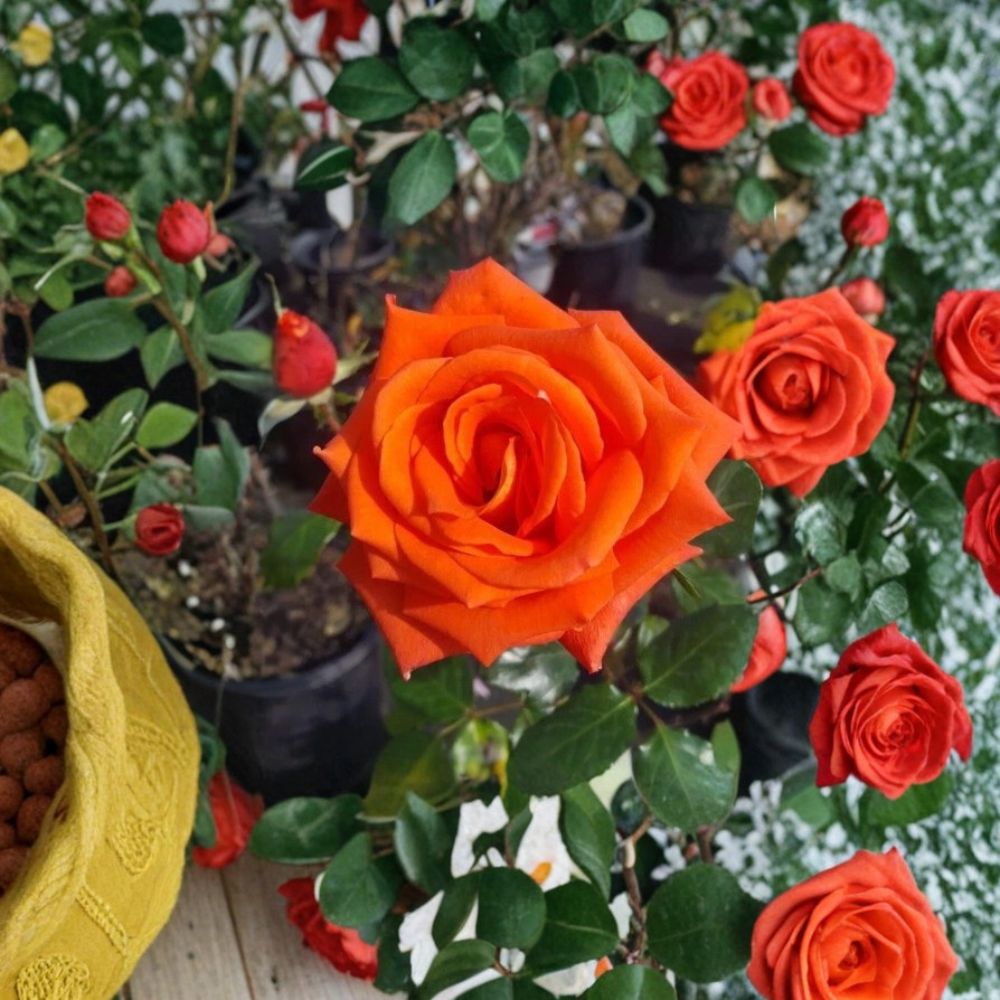 Marina Everblooming Floribunda Rose – Salmon Orange Live Bush Plant | 3 Gallon