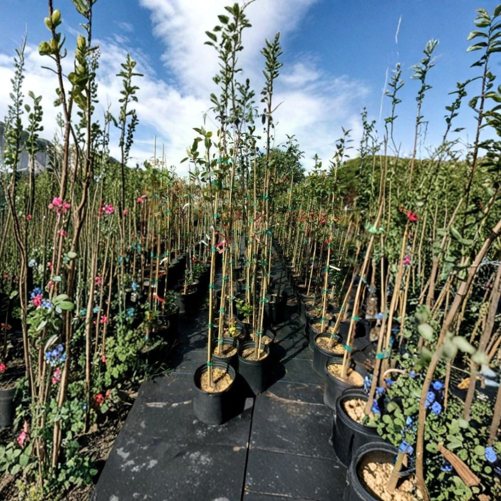 Robinson Flowering Crabapple Tree – Malus 'Robinson' Live Ornamental Tree 4–6 Feet Tall