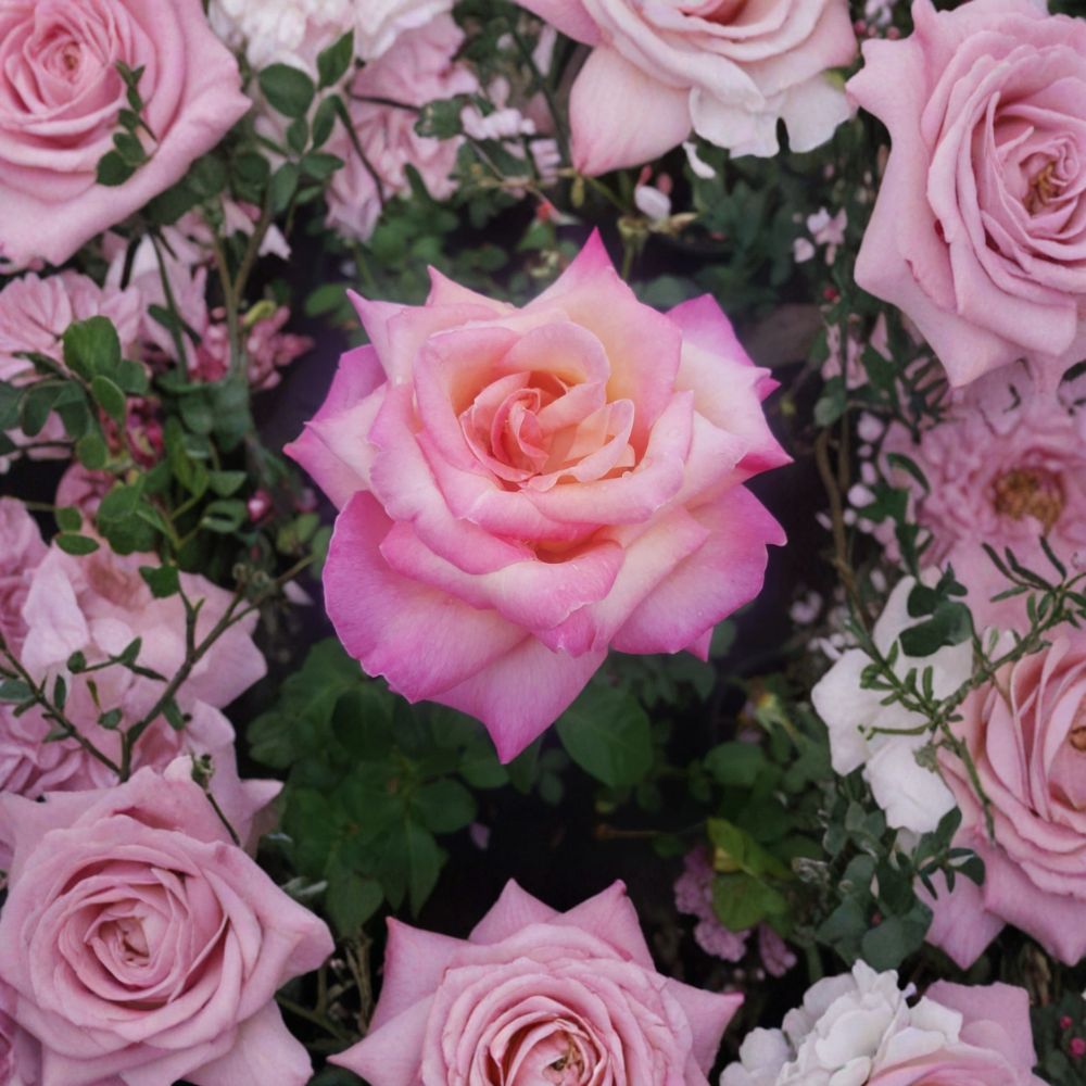 Kordes Perfecta Rose – Rosa Hybrid Tea Live Plant | 2 Gallon Everblooming Cream & Pink Blooms