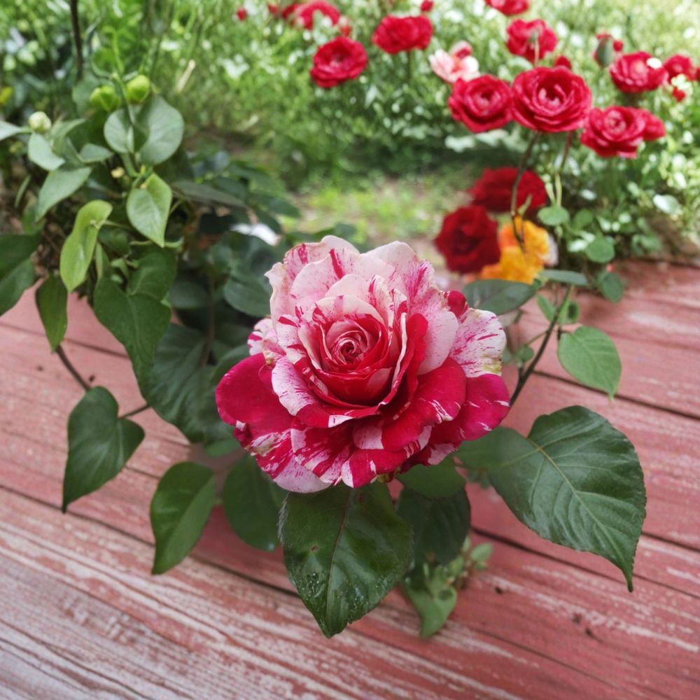 Scentimental Floribunda Rose - 3 Gallon Live Bush Plant with Striped Fragrant Blooms