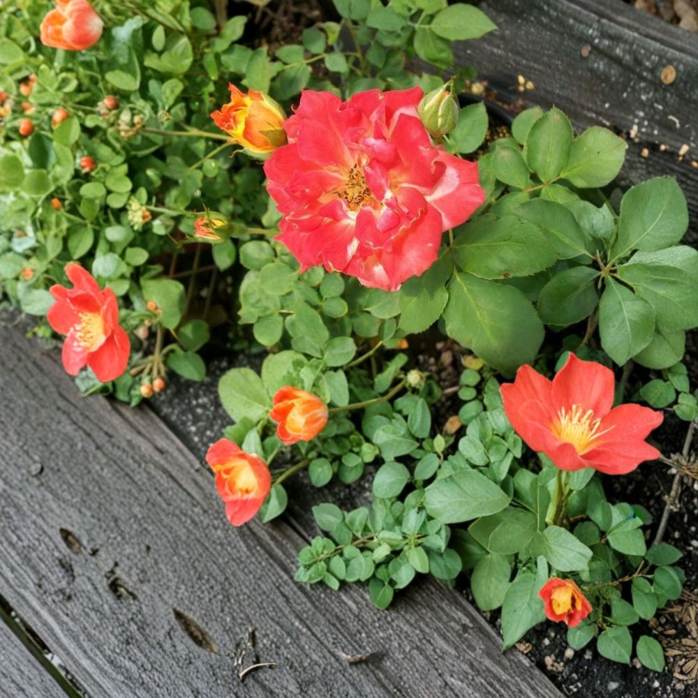 Pinata Rose Yellow Orange Live Climbing Rose Plant 3 Gallon with Root Ball Wrapping