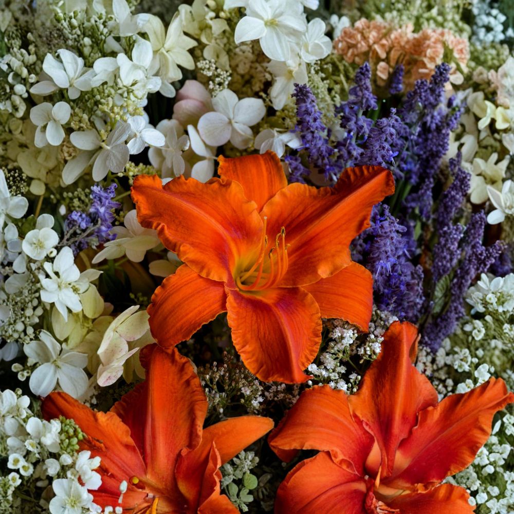 Hemerocallis 'Alabama Jubilee' Daylily – 3 Bare Root Plants with Fiery Red Orange Blooms