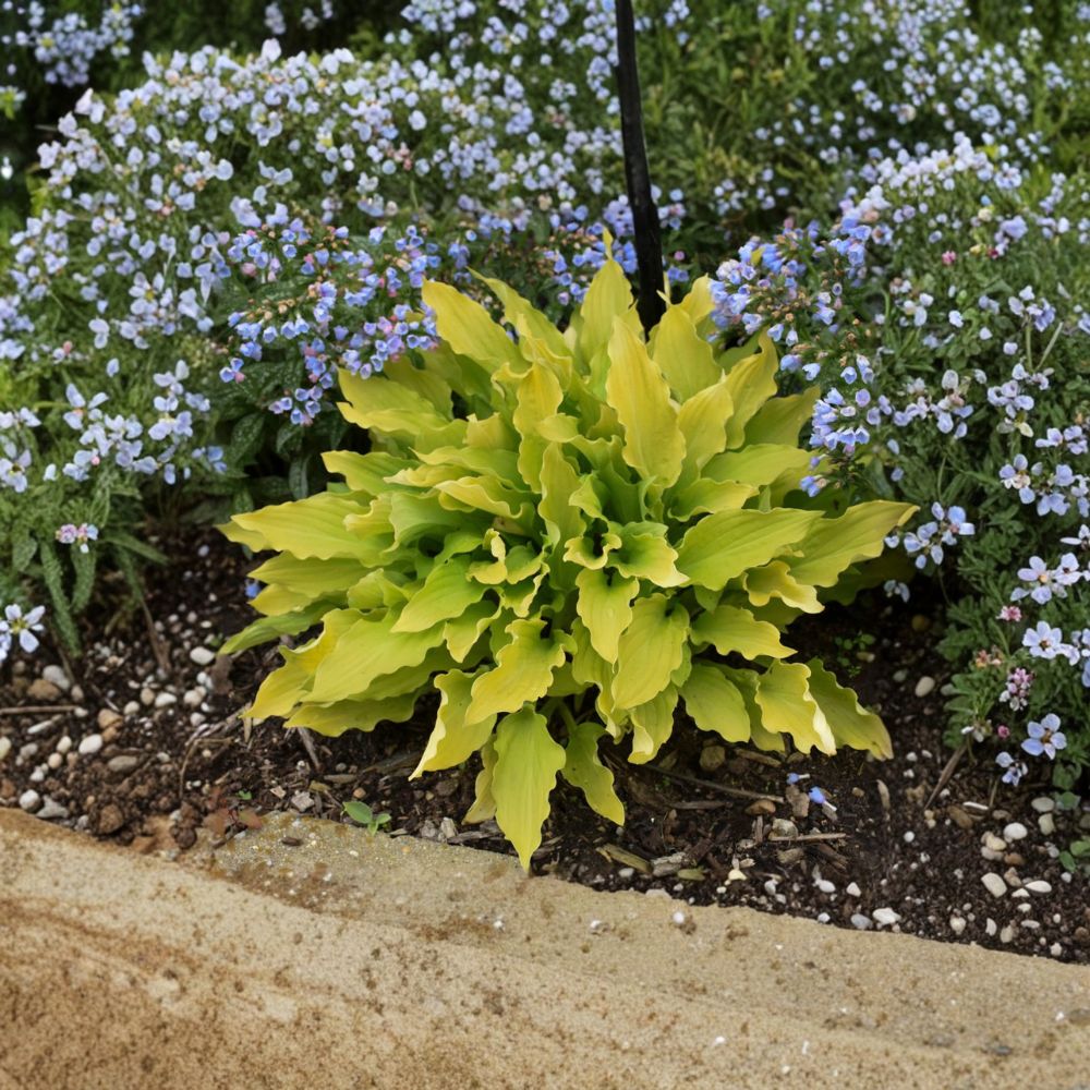 Hosta 'Time in a Bottle' Bare Root Starter Plant | Yellow Chartreuse Shade Perennial with Purple Flowers