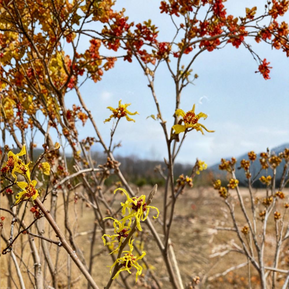 Hamamelis x intermedia 'Early Bird' Witch Hazel Live Plant - 15 Inch, 1 Year Graft, Early Winter Yellow Blooms