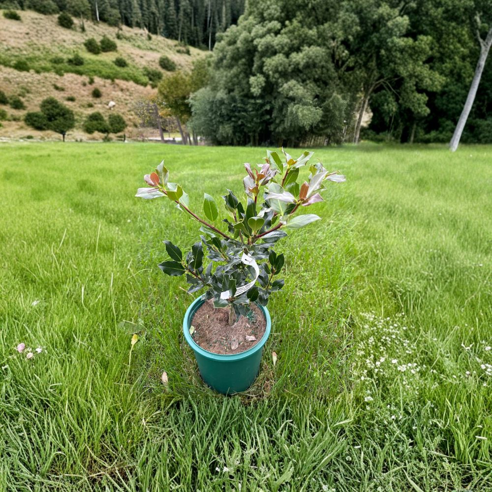 Ilex aquifolium 'Grandma' – Hardy Female English Holly Live Plant in 2 Gallon Pot