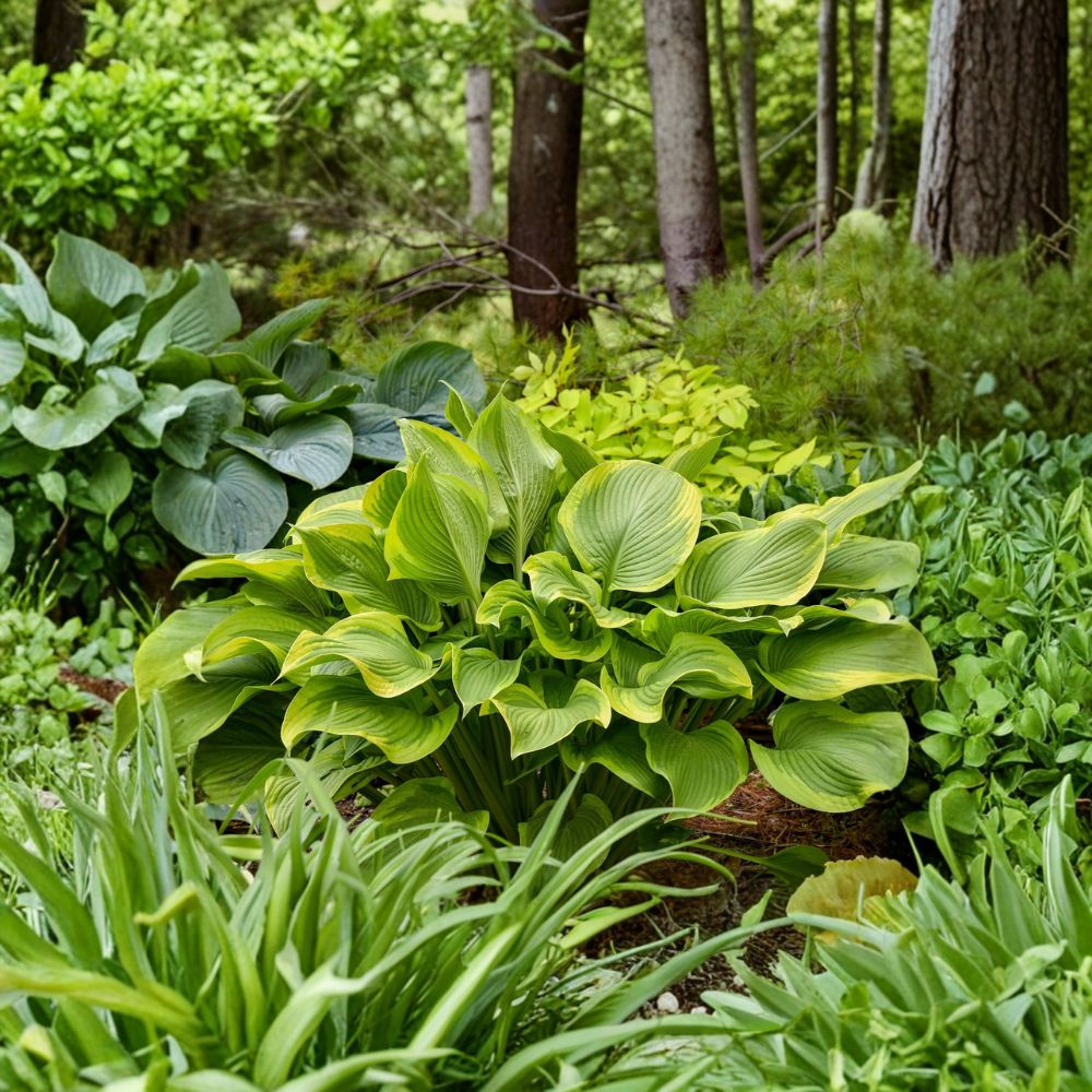 Hosta 'Lone Star' Bare Root Starter Plant | Gold Variegated Shade Perennial