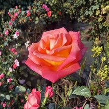 Mikado Rose – Rosa Hybrid Tea Live Plant | 1 Gallon | Scarlet Red & Yellow Blooms