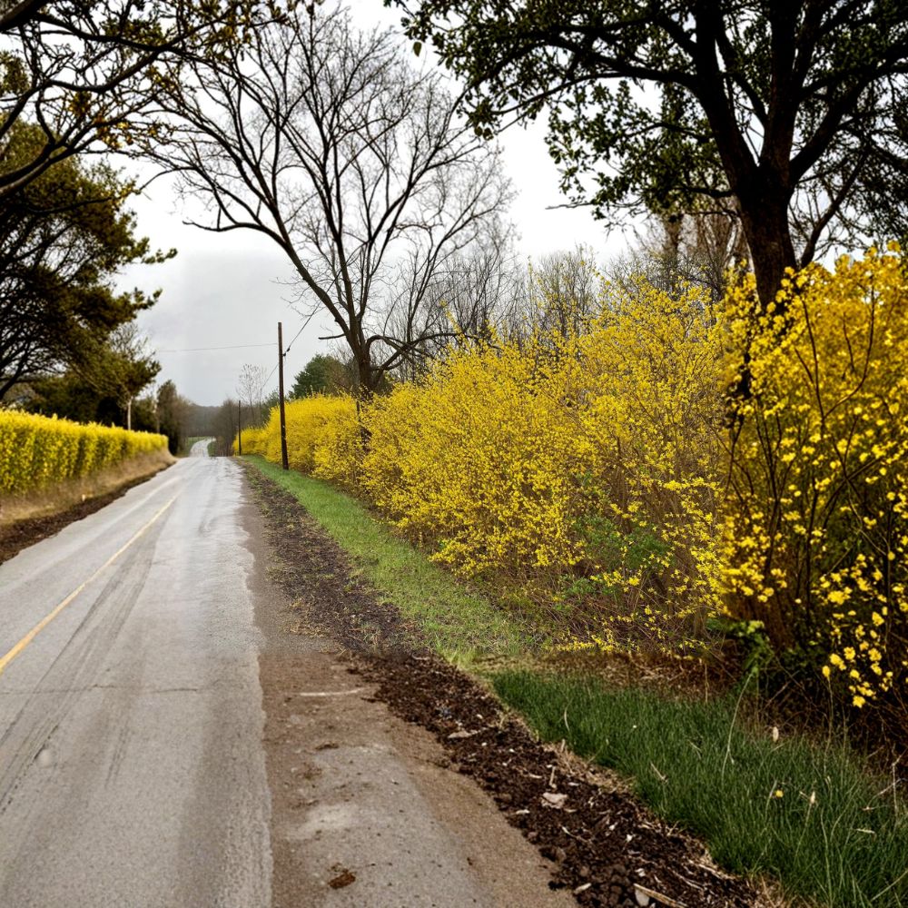 Lynwood Gold Forsythia Live Plant | 1 Gallon Pot | Hardy Spring Flowering Shrub