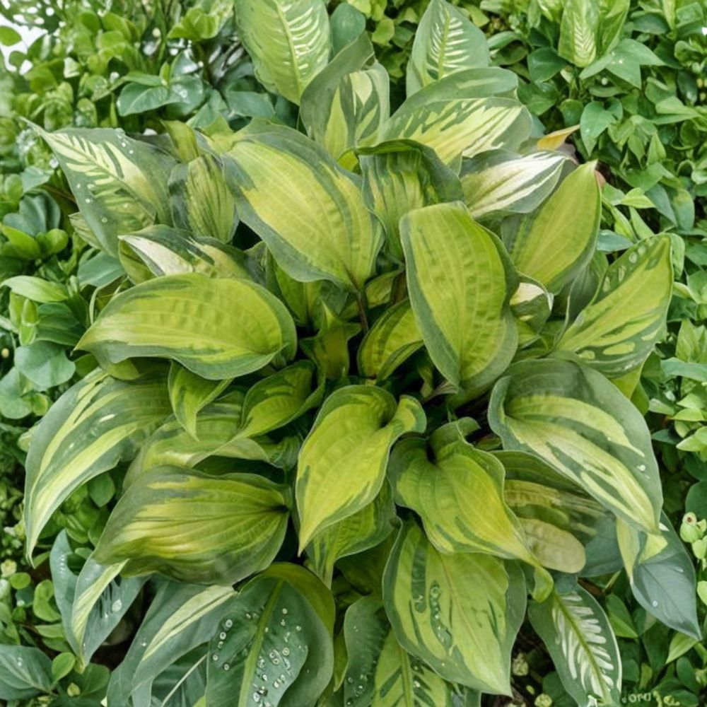 Hosta 'Island Breeze' Bare Root Starter Plant | Yellow Variegated Shade Perennial