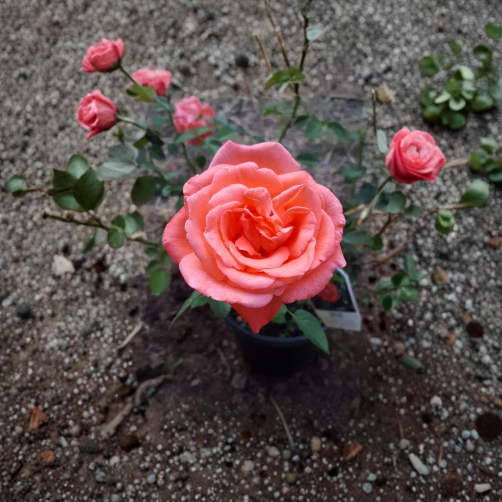 Tropicana Hybrid Tea Rose – 5 Gallon Orange Live Bush Plant with Root Ball Wrapping