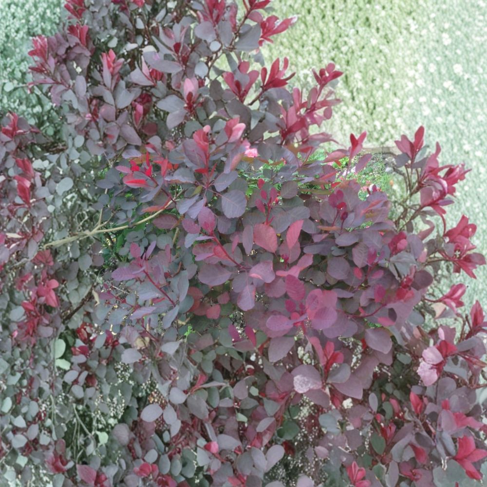 Dusky Maiden Smoke Tree - Burgundy Foliage Shrub in 4 Inch Pot | Cotinus coggygria