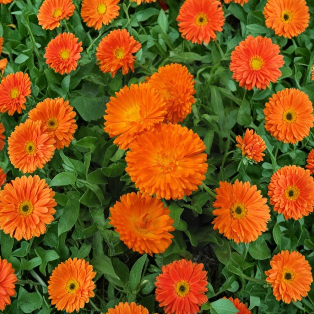 Orange King Calendula Seeds | 30 Organic Heirloom Non-GMO Calendula officinalis | Medicinal Flower for Garden & Containers