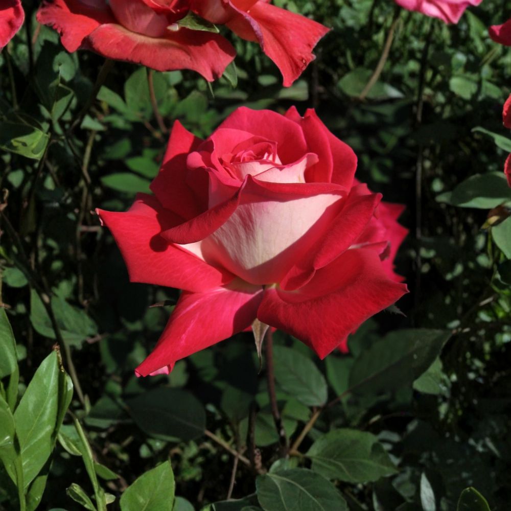 LOVE Grandiflora Rose – Live 2 Gallon Ruby Red & White Fragrant Rose Bush